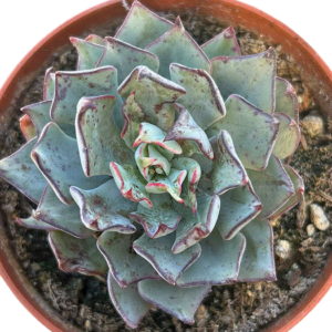 Echeveria Strictiflora