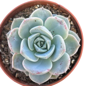 Graptoveria Titubans