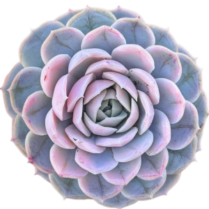 Echeveria Blue Surprise Variegada