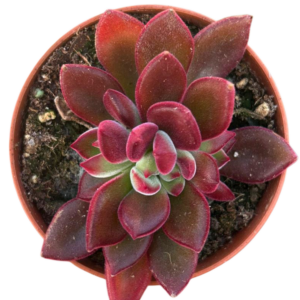 Echeveria Pulvinata Devotion