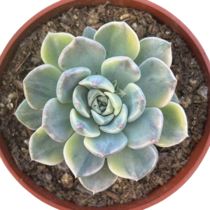 Echeveria Tinkerbell Variegada