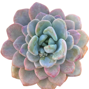 Echeveria Pink Spot