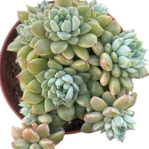Graptoveria Alvis