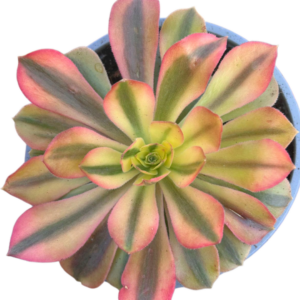 Aeonium Loki
