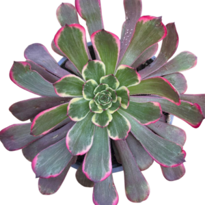 Aeonium Moya