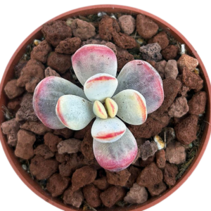 Cotyledon Orbiculata Oophylla Variegado