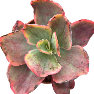 Echeveria Tornado Variegada