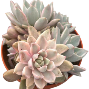 Echeveria Scarlet Variegada