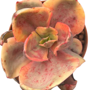 Echeveria Golden State Variegada