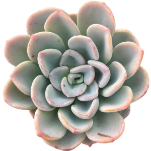 Pachyveria Orpet