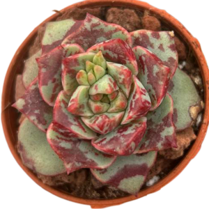 Echeveria Nacre