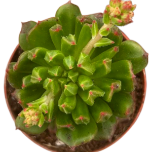 Echeveria Red Lantern