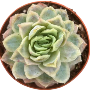 Echeveria Raspberry Ice Variegada