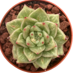 Echeveria Lincoln Maria Variegada