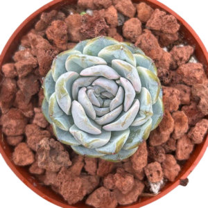 Echeveria Capuchino