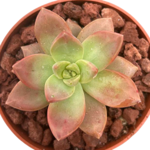 Graptopetalum Pudding