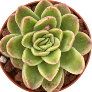 Echeveria Ice Rose Variegada