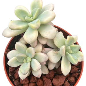 Graptopetalum Ellen Variegado
