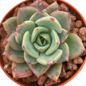 Echeveria Salmon