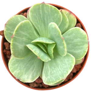 Echeveria Mocha Variegada