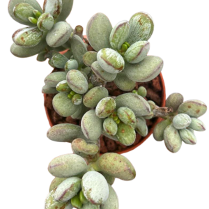 Cotyledon Orbiculata Leopard Variegado Cluster