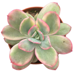 Echeveria Luella Variegada
