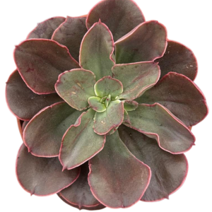 Echeveria Painted Frills