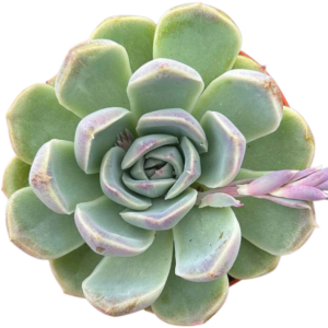 Echeveria Baroque