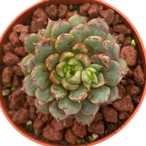 Echeveria Fireworks