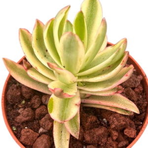 Crassula Capitella Campfire Variegada