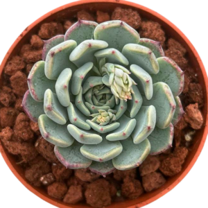 Echeveria Sarahime Botan
