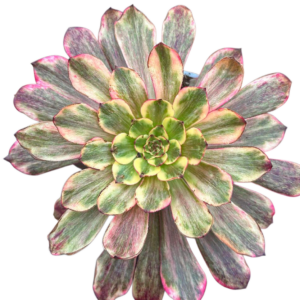 Aeonium Melon Taro