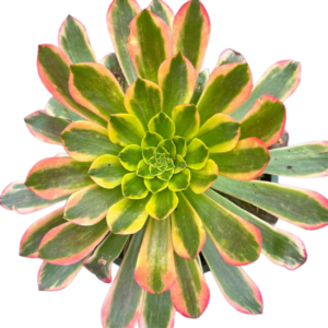 Aeonium Morning Glow