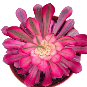 Aeonium Zwartkin Variegado