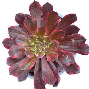 Aeonium Evening Glow