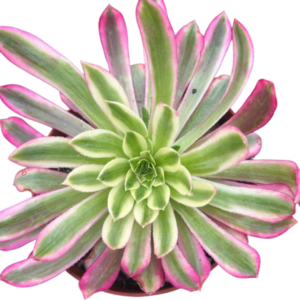 Aeonium Tianhe