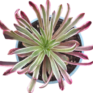Aeonium Poison