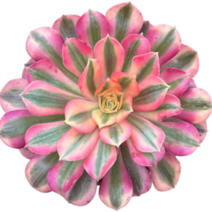 Aeonium Verna