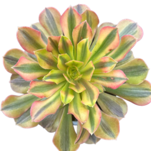 Aeonium Loki
