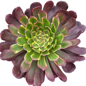 Aeonium Moya