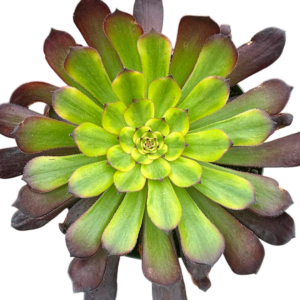 Aeonium Meiya