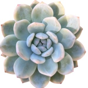 Echeveria Orange Monroe Variegada