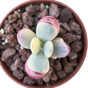 Cotyledon Orbiculata Oophylla Variegado
