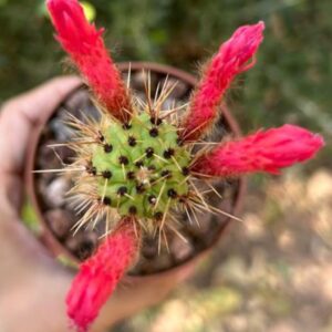 Cleistocactus Baumannii