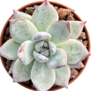 Echeveria Colorata Roof