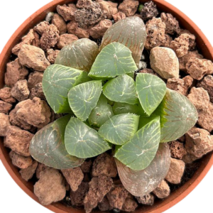 Haworthia Cooperi Obtusa Hybrid