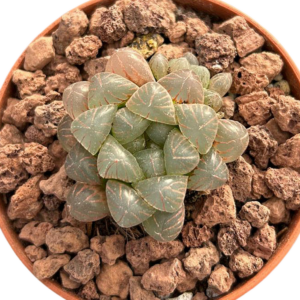 Haworthia Cooperi Obtusa