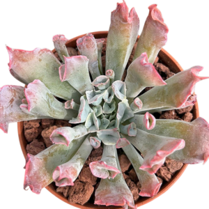 Echeveria Pink Trumpet