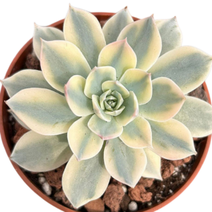 Echeveria Subsessilis Variegada