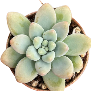 Graptosedum Cheesecake